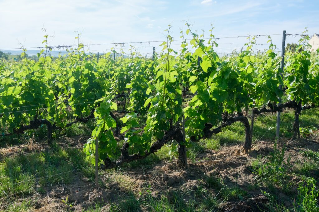 Photo of vines growing in a vineyard in Tokaj