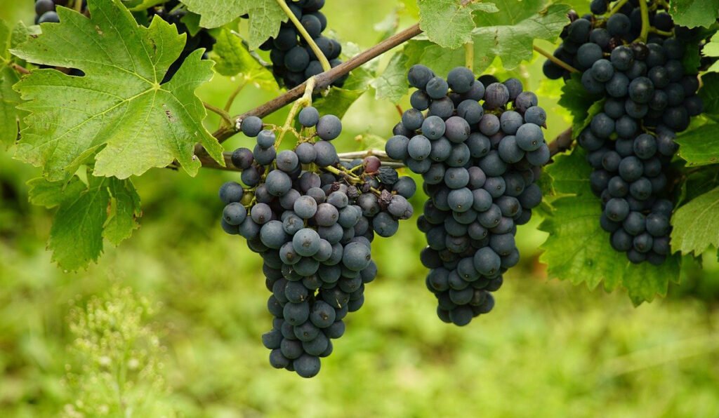 Picture of two bunches of black grapes on a vine.