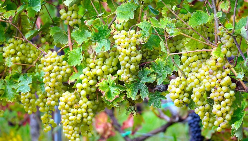 Pictures of bunches of white grapes growing on a vine