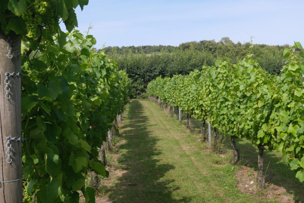 An English vineyard in the Summer